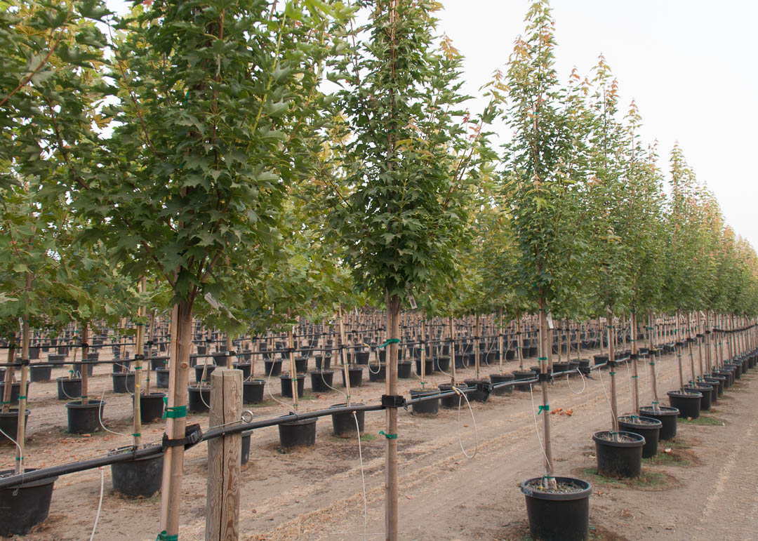 Armstrong Gold® Maple Tree Garden Gate Nursery